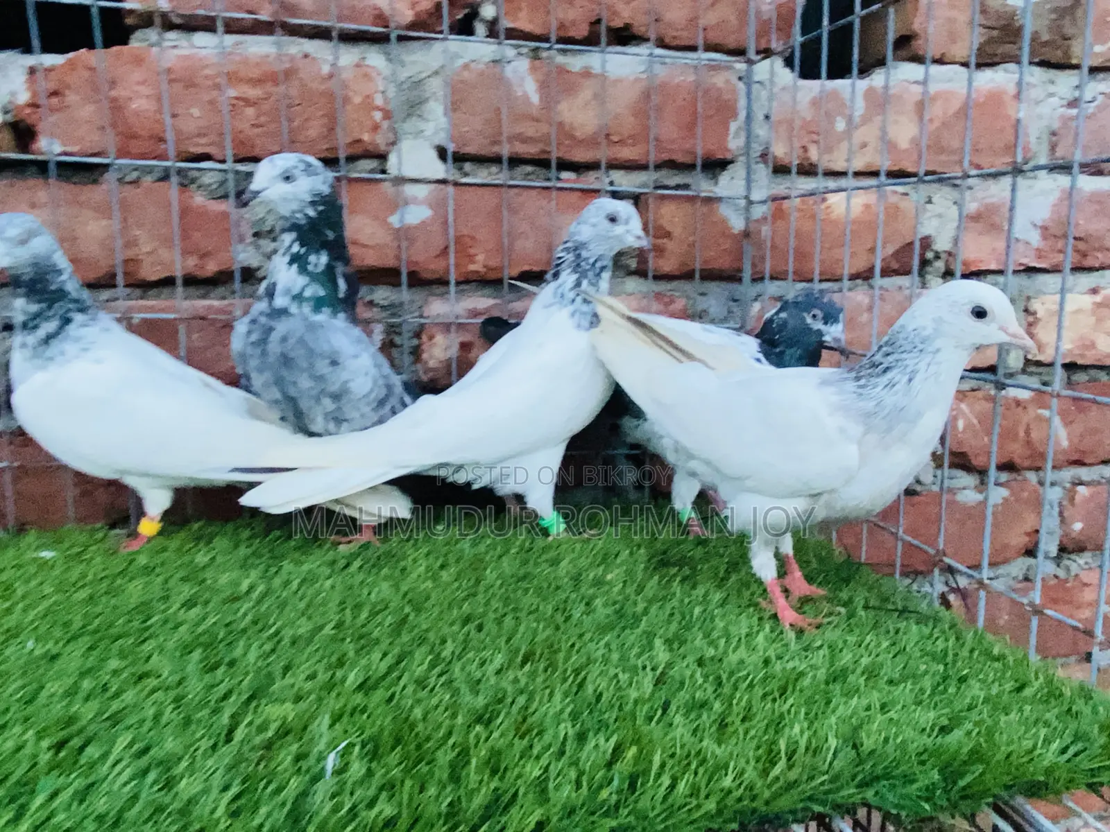 Good Quality Pigeons for Sale