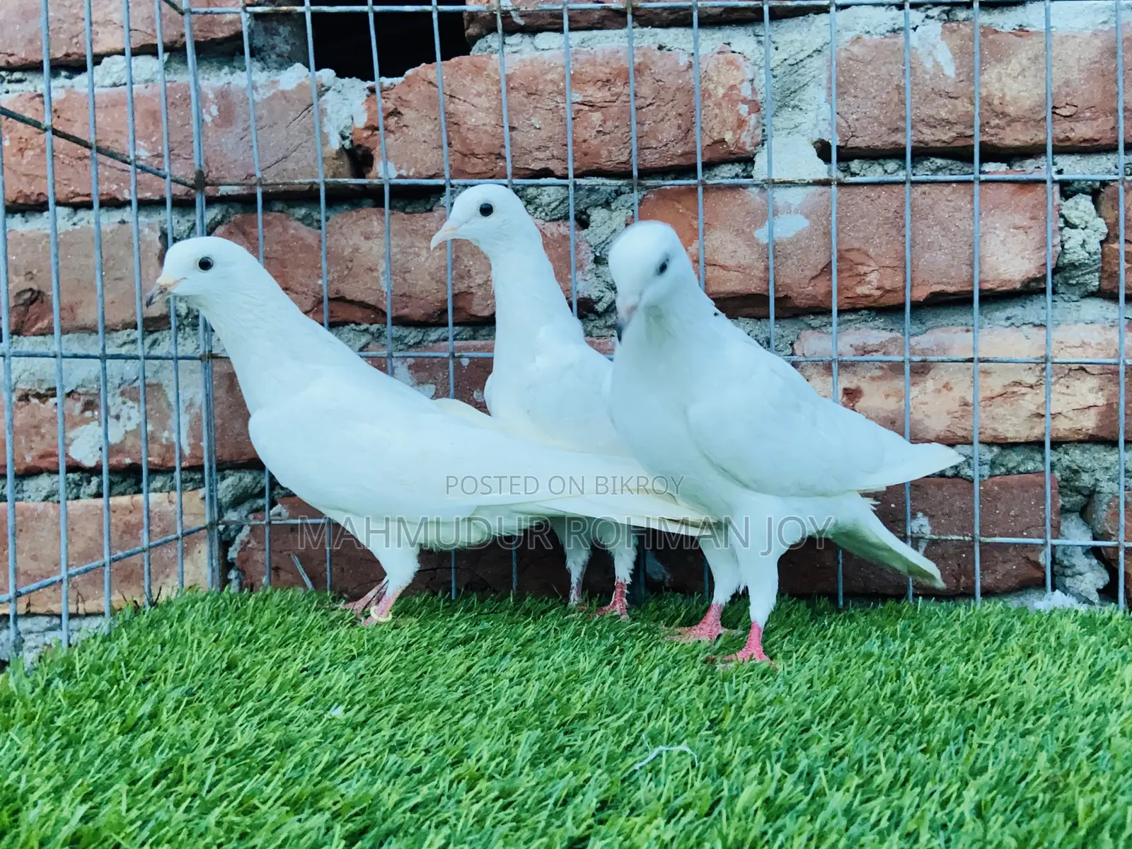 Good Quality Pigeons for Sale