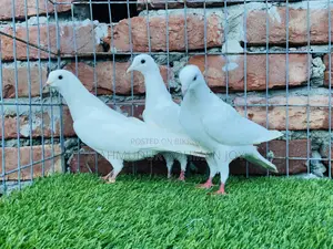 Good Quality Pigeons for Sale