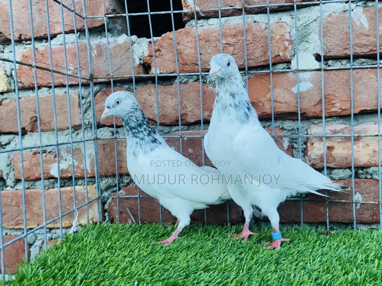 Good Quality Pigeons for Sale