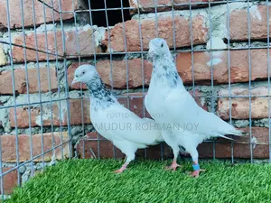 Good Quality Pigeons for Sale