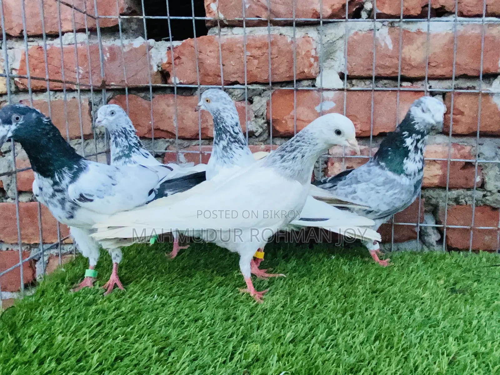 Good Quality Pigeons for Sale