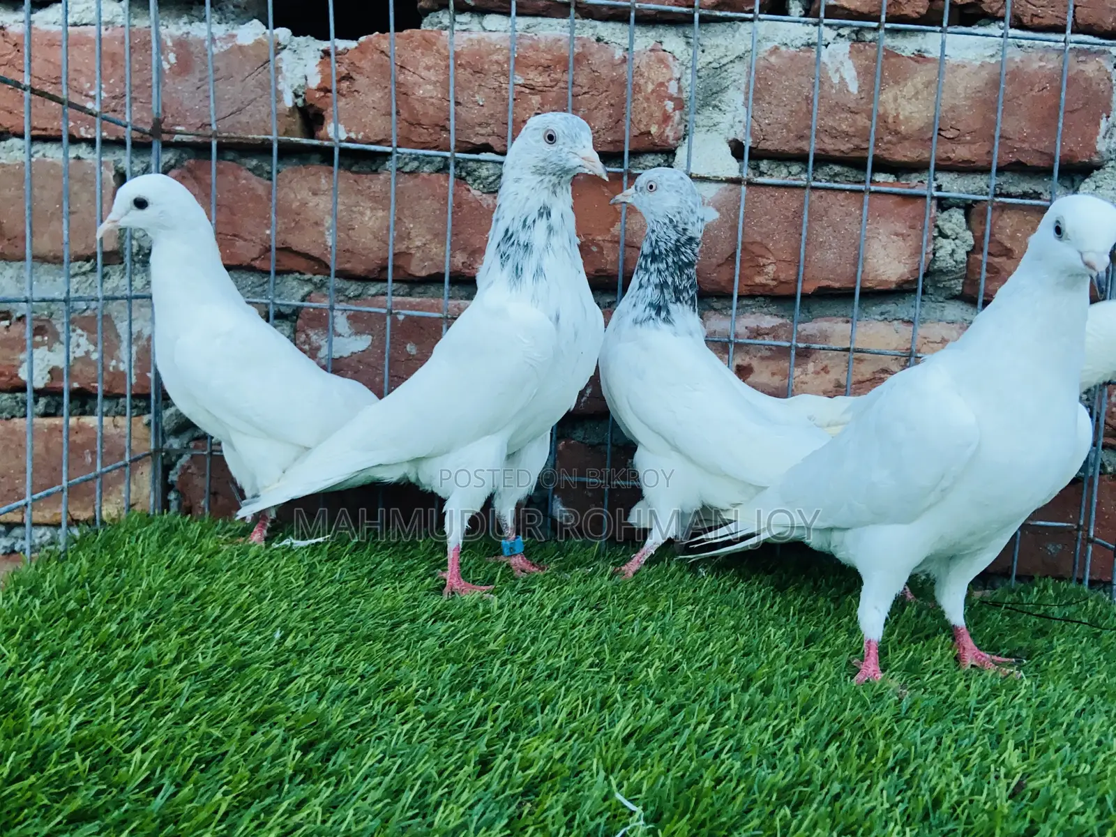 Good Quality Pigeons for Sale