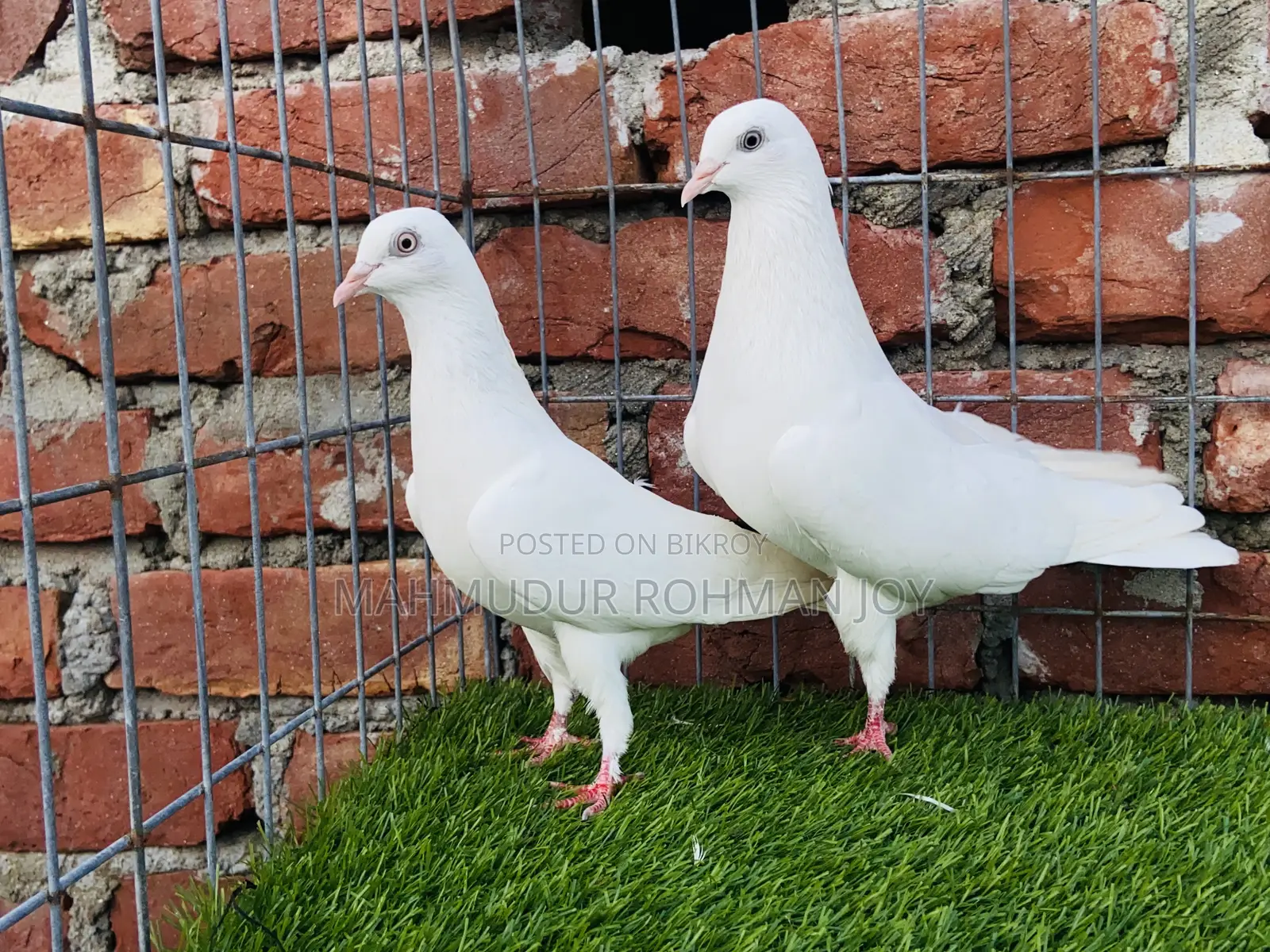 Good Quality Pigeons for Sale