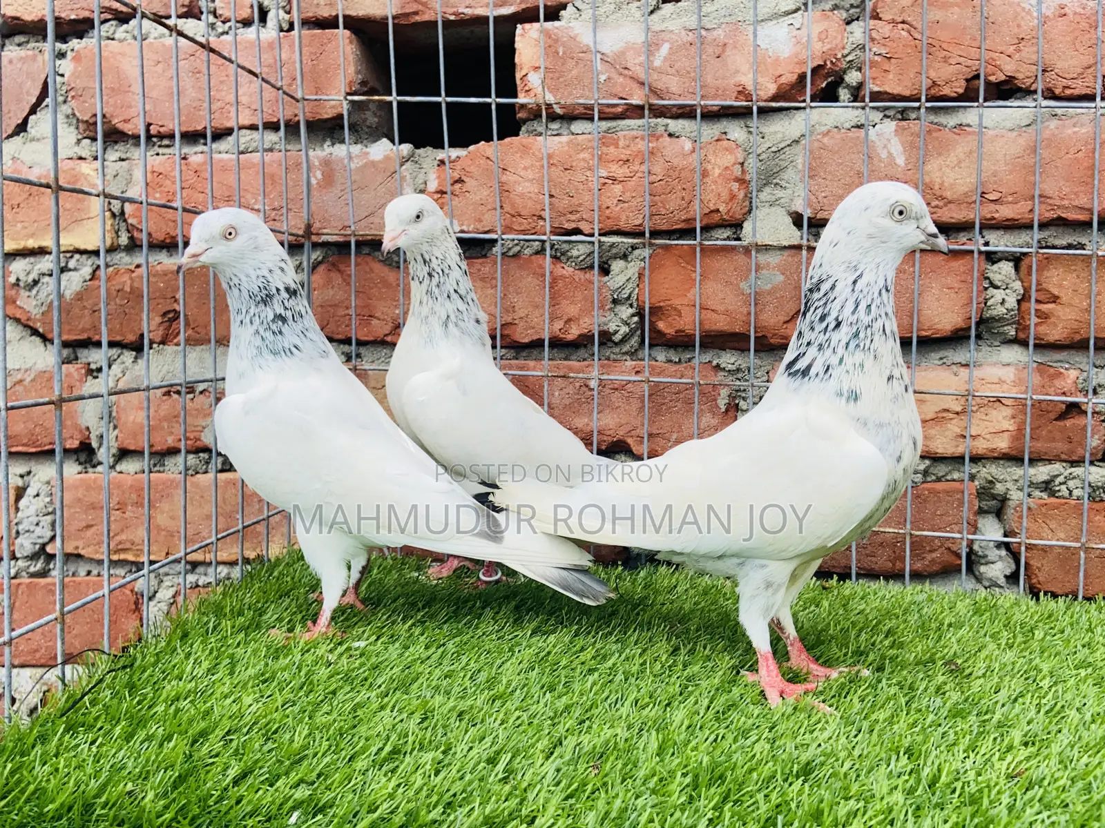 Good Quality Pigeons for Sale