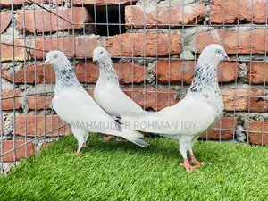 ভালো কিছু কবুতর সেল হবে