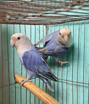 White Face Violet Opaline Love Bird