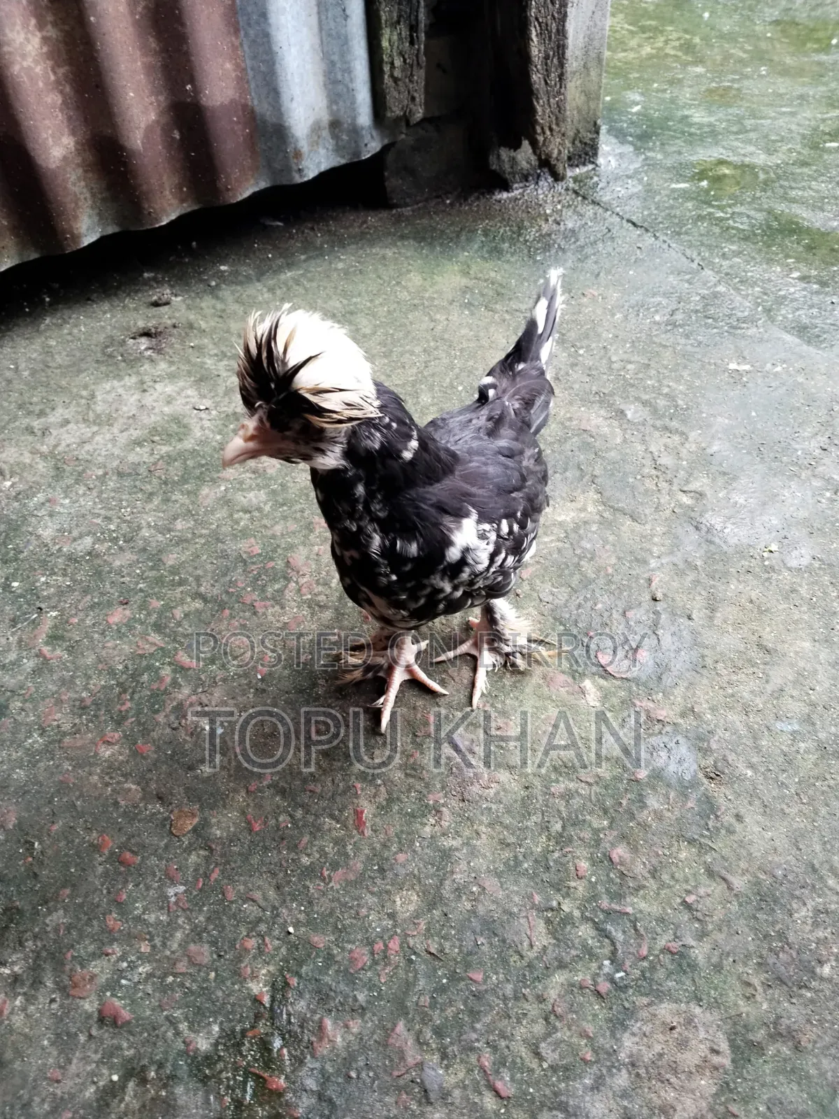 সুলতান মুরগী