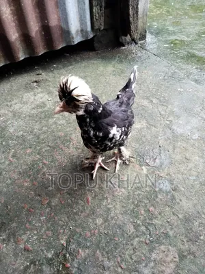 সুলতান মুরগী