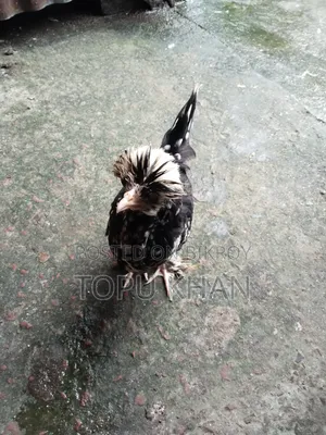 সুলতান মুরগী
