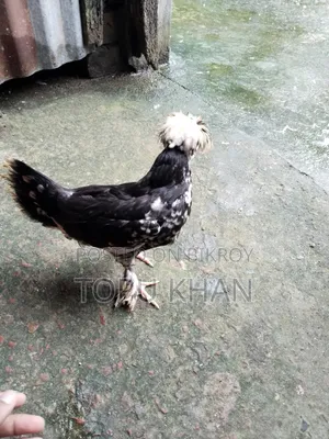 সুলতান মুরগী