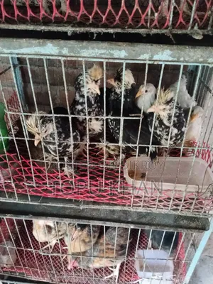 সুলতান মুরগী