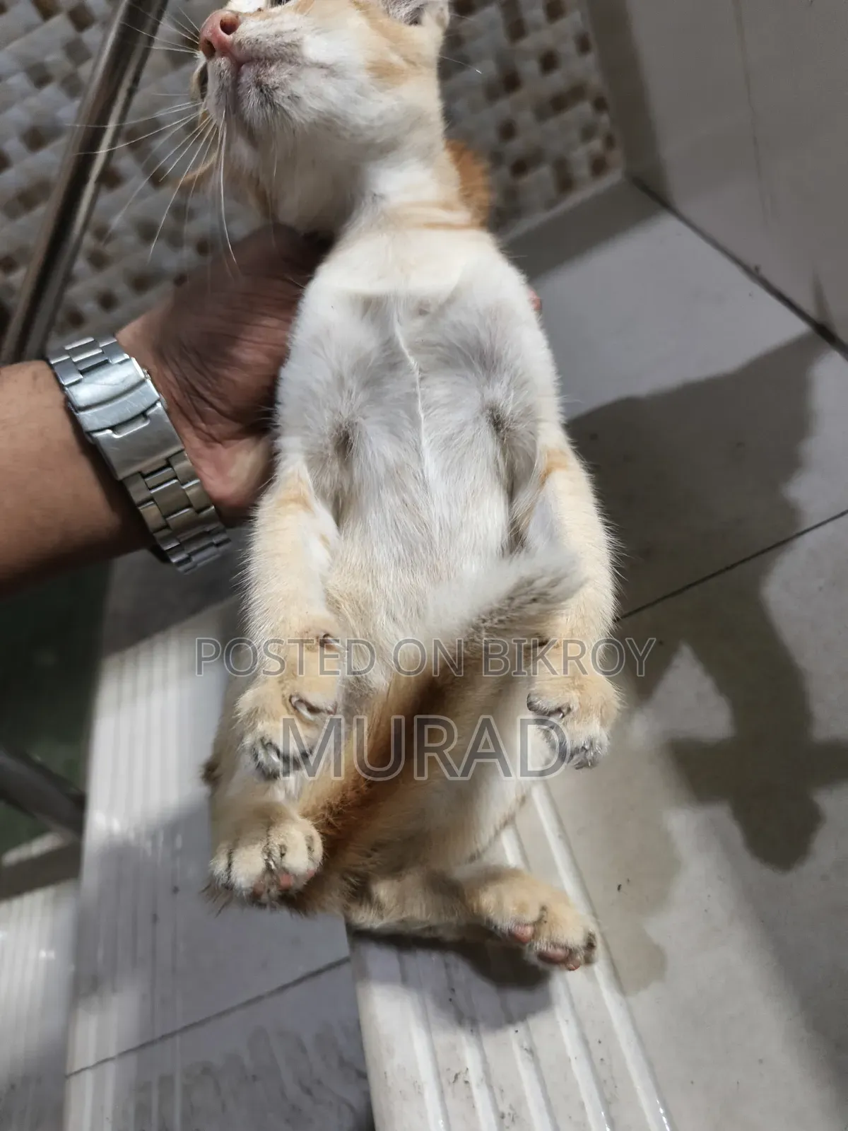 ৩-৬ মাসের পুরুষ খাঁটি বালিডিনিজ