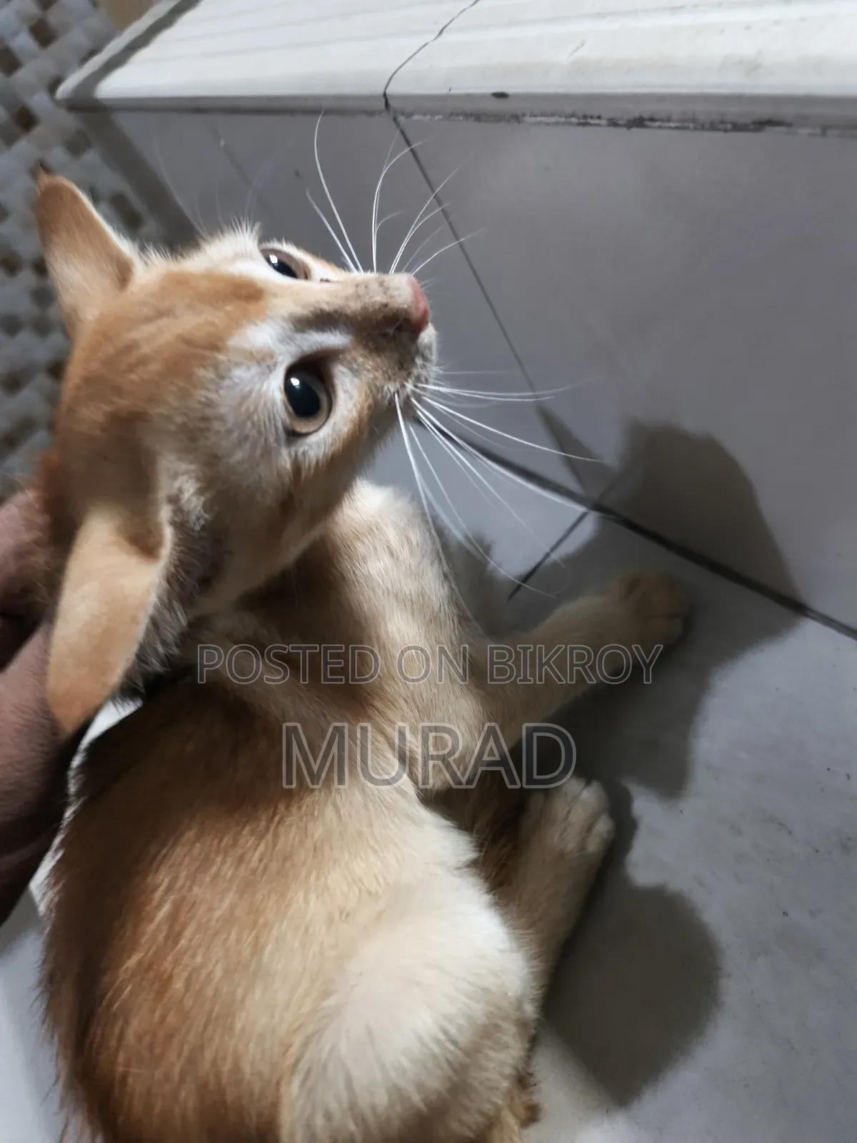 ৩-৬ মাসের পুরুষ খাঁটি বালিডিনিজ