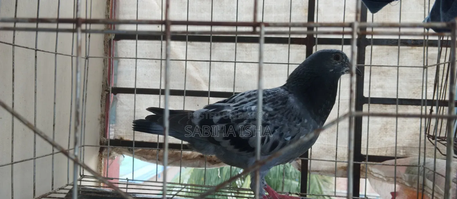 কবুতর খাঁচা সহ ৩ তলা