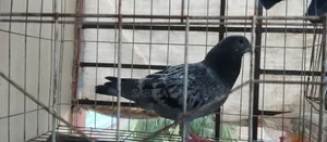 কবুতর খাঁচা সহ ৩ তলা