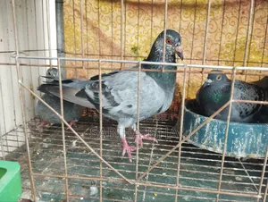 কবুতর খাঁচা সহ ৩ তলা