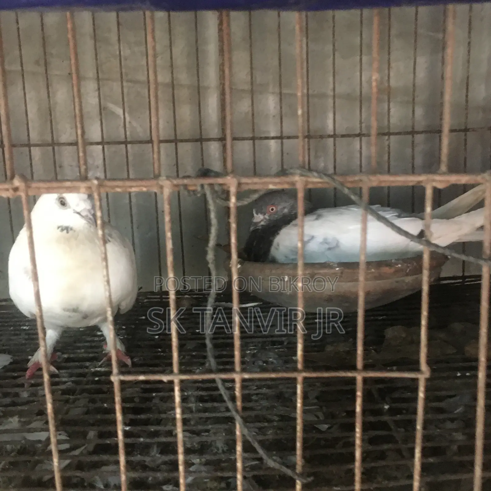 ডিম পারা কবুতর
