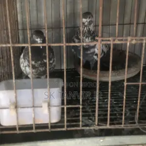 ডিম পারা কবুতর