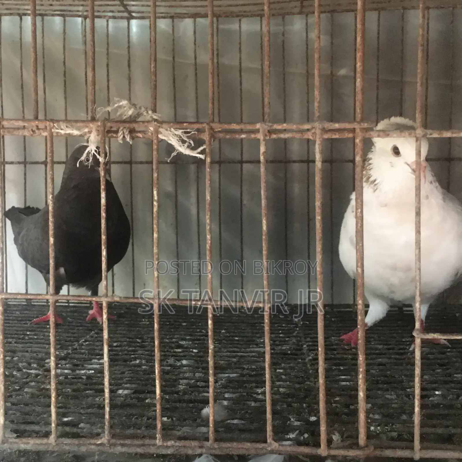 ডিম পারা কবুতর