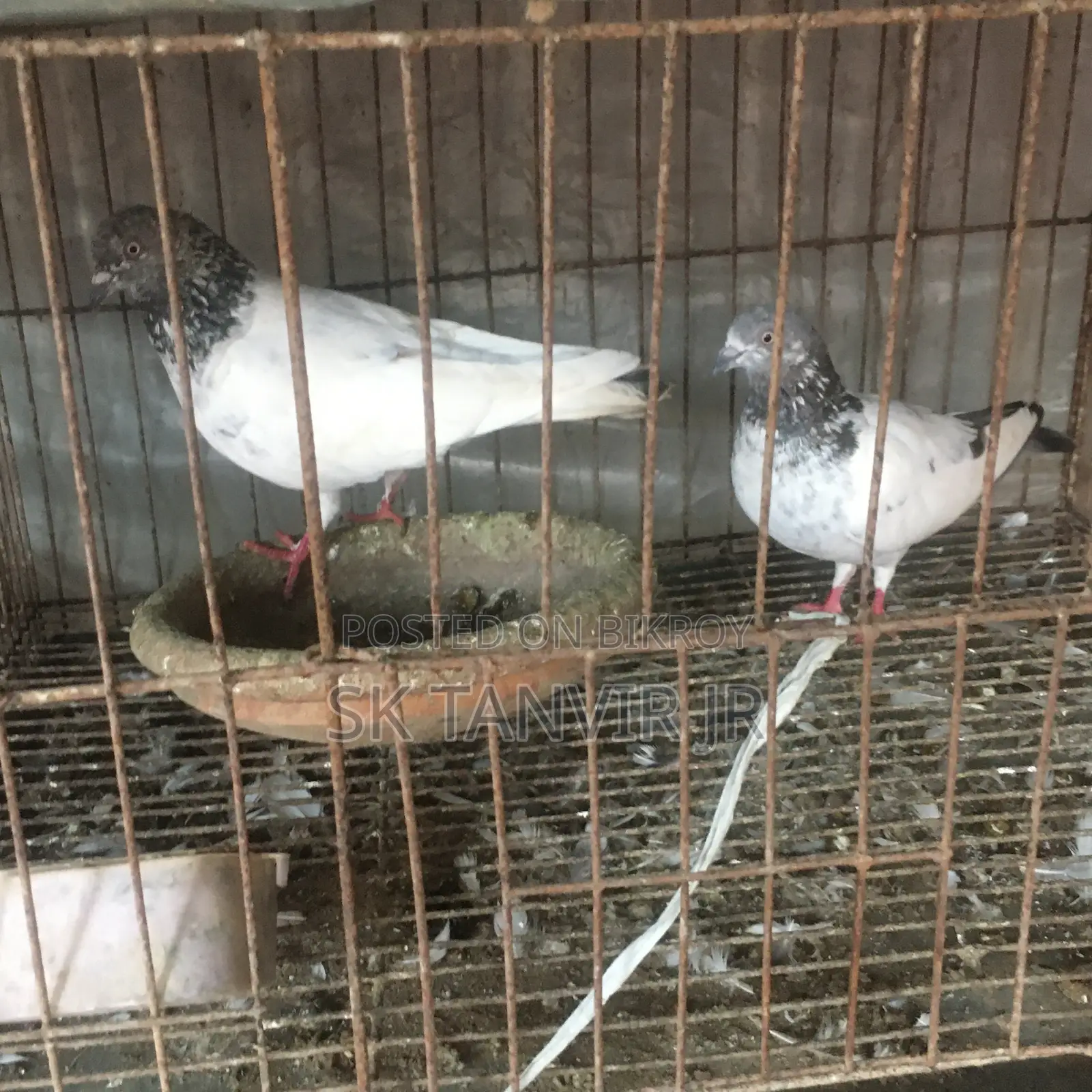 ডিম পারা কবুতর