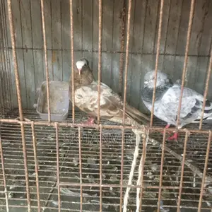ডিম পারা কবুতর