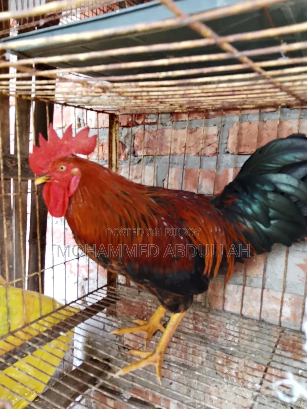 Beautiful Local Rooster