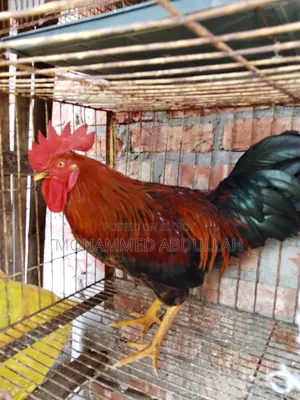 Beautiful Local Rooster