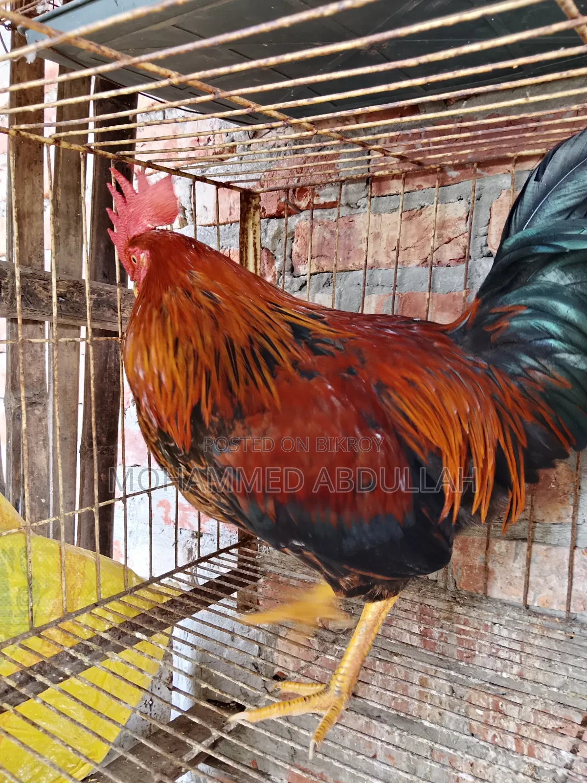 Beautiful Local Rooster