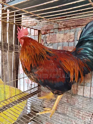 Beautiful Local Rooster