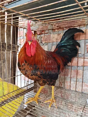 Beautiful Local Rooster