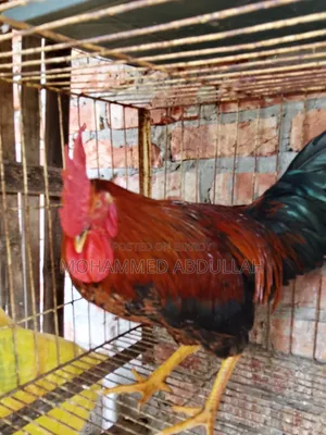 Beautiful Local Rooster