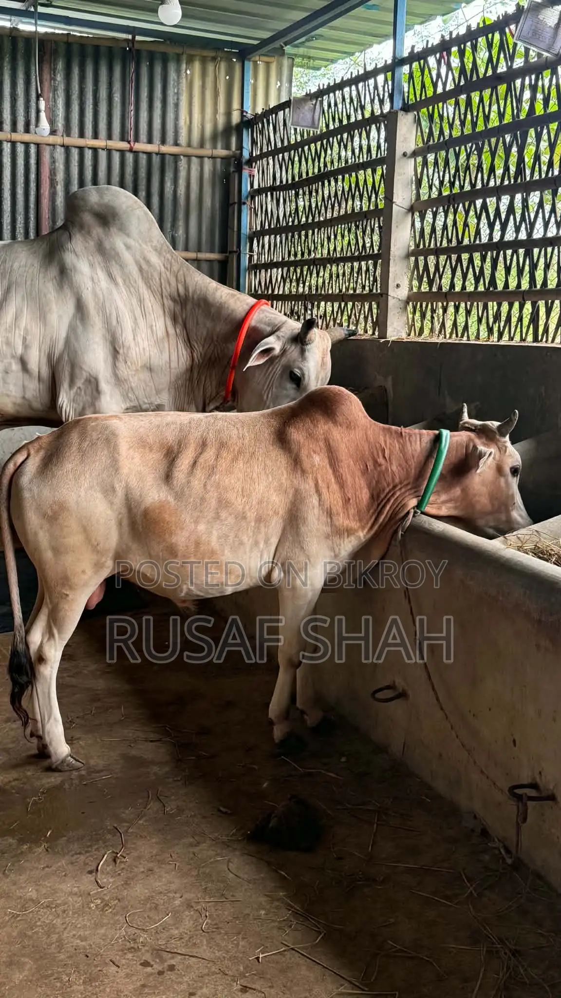 একটি দেশি ষাঁড় গরু