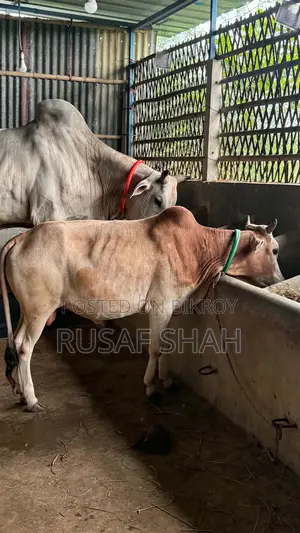 একটি দেশি ষাঁড় গরু