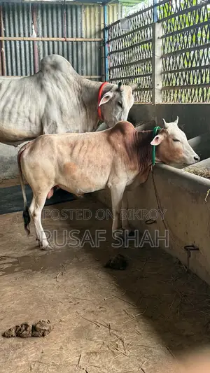 একটি দেশি ষাঁড় গরু
