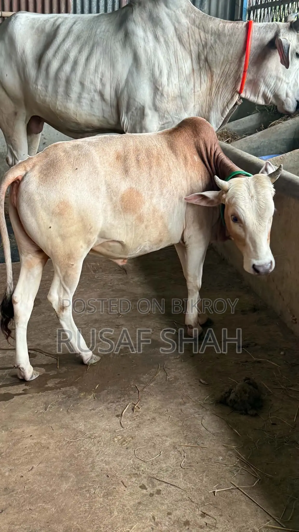 একটি দেশি ষাঁড় গরু