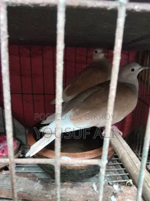 Australian Dove Bird