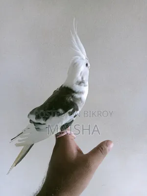 ককাটেল পাখি
