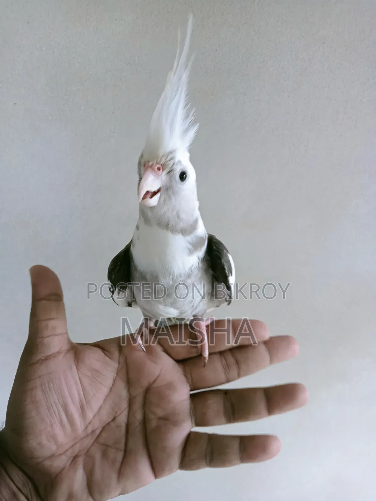 Cockatiel Bird
