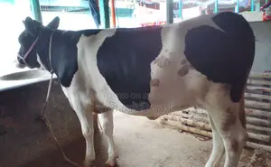 ১৫০১ নং উন্নত জাতের বকনা গরু।