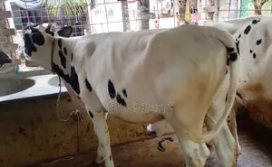 ১৫০৬ নং পোষার জন্য ভালো জাতের বকনা বাছুর কিনুন ।