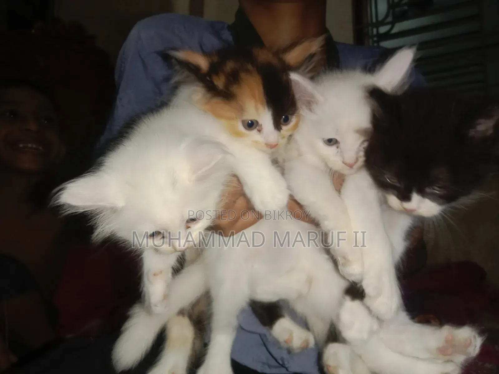 ১-৩ মাস বয়সী পুরুষ খাঁটি পার্সিয়ান