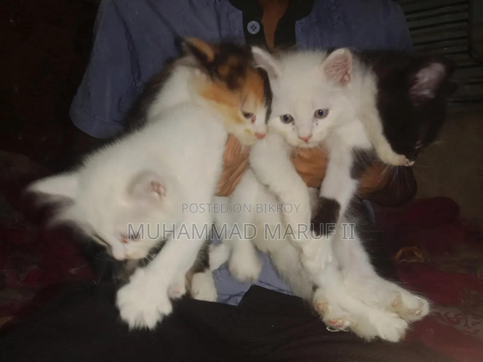 ১-৩ মাস বয়সী পুরুষ খাঁটি পার্সিয়ান