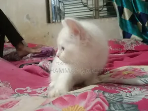 ১-৩ মাস বয়সী পুরুষ খাঁটি পার্সিয়ান