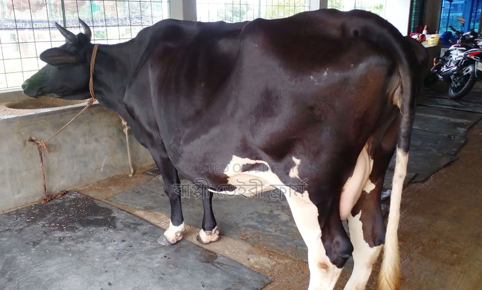 ১৫০৮নং নিঃসন্ধেহে ভালো জাতের গাভী গরু কিনুন ।