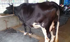 ১৫০৮নং নিঃসন্ধেহে ভালো জাতের গাভী গরু কিনুন ।