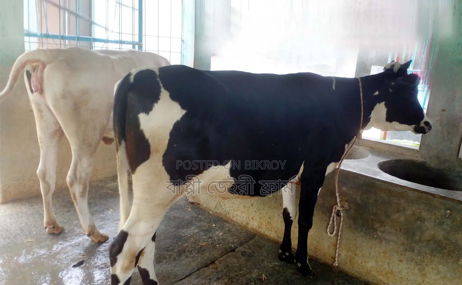 ১৫০৯ নং ২টি বকনা বিক্রয় হবে।