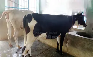 ১৫০৯ নং ২টি বকনা বিক্রয় হবে।