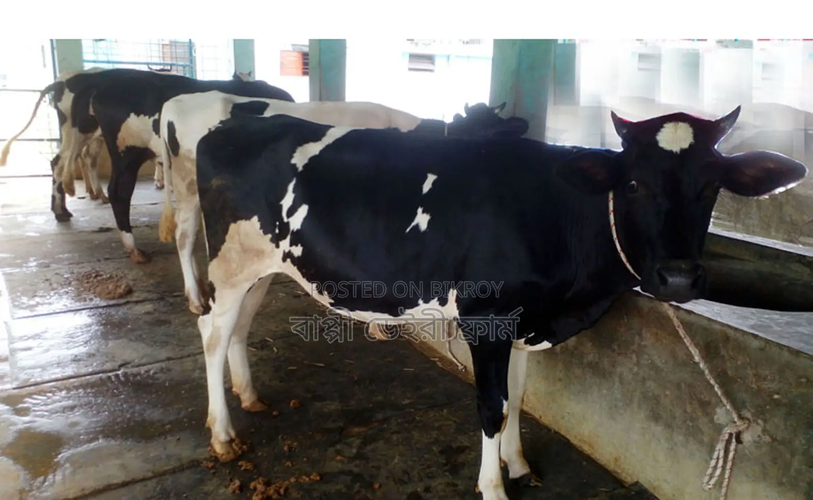 ১৫০৫ নং উন্নত জাতের ৪টি বকনা বিক্রি।