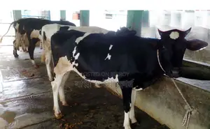 ১৫০৫ নং উন্নত জাতের ৪টি বকনা বিক্রি।